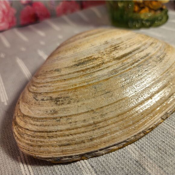 DECOUPAGE CLAM SHELL DECOUPAGE BLUE FLOWERS ON A CLAM SHELL TRINKET DISH - Picture 11 of 11